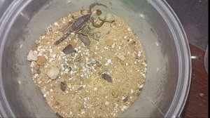 Скорпион Androctonus gonneti l2 ест дрозофилу