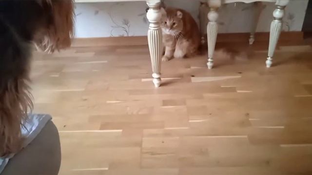 Разгром.Йорки нападение!🔥😊♥️