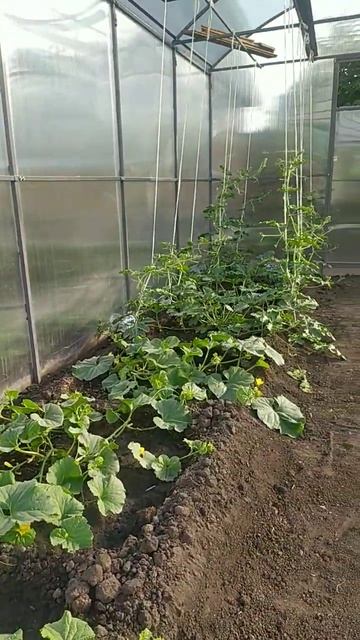 #дача #омск #арбуз #дыня #теплица #shorts смотреть онлайн