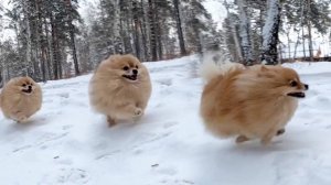 Сверхскоростная зимняя прогулка Баси!