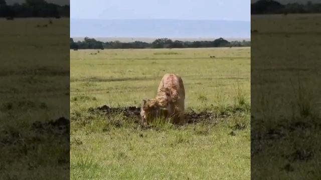 Лев бородавочнику: Я тебя из под земли достану, ты ответишь за свои слова!!! смотреть онлайн