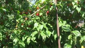 ХОРОШИЙ УРОЖАЙ КИЗИЛА - МНОГООБРАЗИЕ ЕГО СОРТОВ В ОДНОЙ ЯМЕ