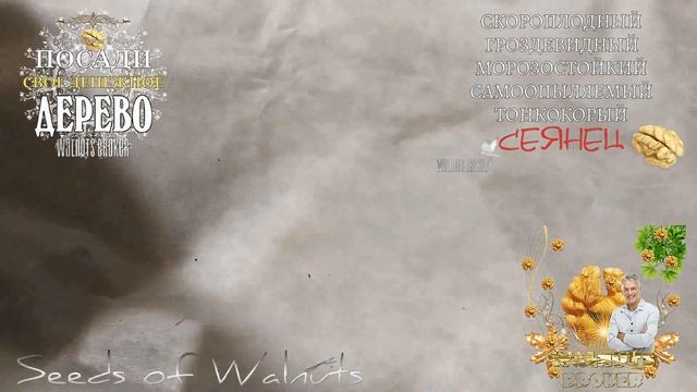 Стратификация грецкого ореха сорт Кочерженко от Walnuts Broker