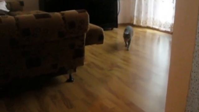 Котейка с функцией собаки смотреть онлайн