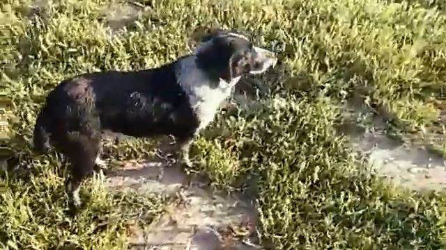 Абай ахота иттери смотреть онлайн