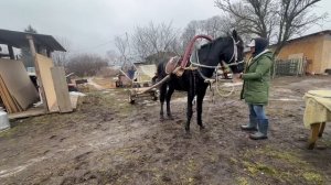 Тренировки после простоя. Запрягли Аврору