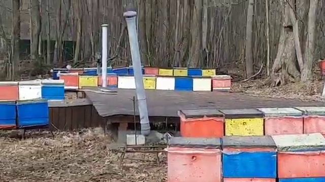 Облет пчел весенний первый облет пчел