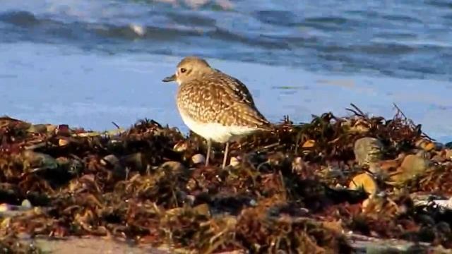 Peeps at Gooseberry Island 2 - November 20, 2015 смотреть онлайн