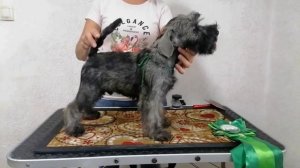 Щенки цвергшнауцера окраса перец с солью! 10.04.2024 рождения