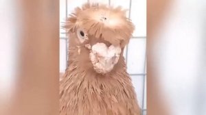 Узбекские Голуби двухчубый Өзбек Кептерлери Узбек кабутари Uzbek Pigeons