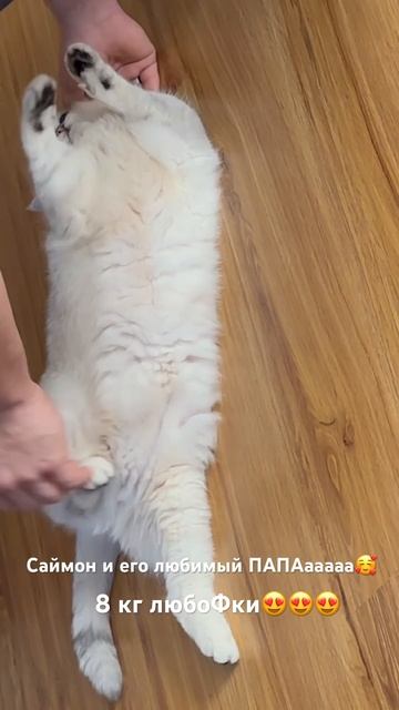 #золотаяшиншилла#серебристаяшиншилла#scottishfold#scotish#cat#funny#кот#шиншилла#котсаймон#котик#ca
