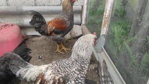 Молодые петушки на продажу.