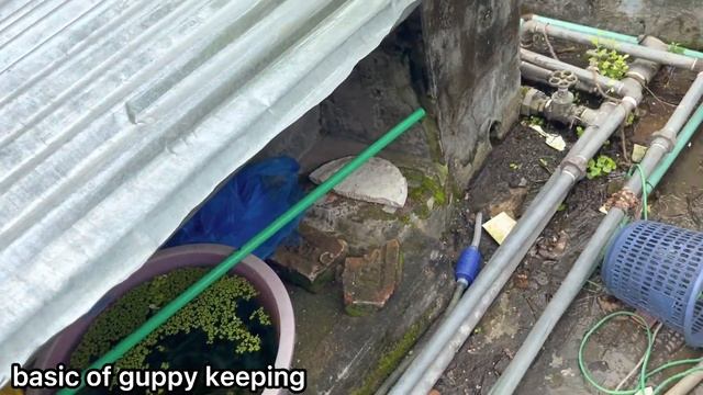 how to take care outdoor plants.  আউটডোরের গাছের পরিচরর্যা । bd (bangla/বাংলা)