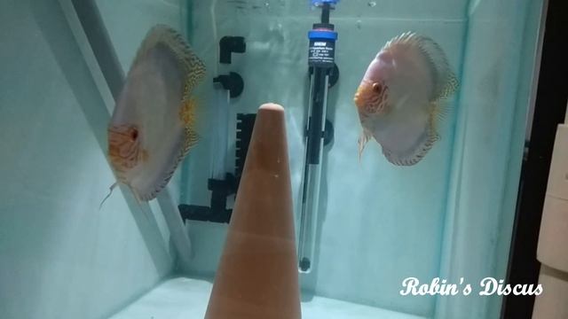 White Butterfly Discus Fish Pair смотреть онлайн