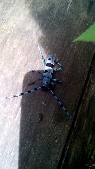 Усач небесный смотреть онлайн