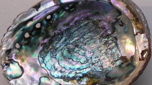 ГЕЛИОТИС🤍 Морское ушко🌸 Морской опал | Познавательные странички о натуральных камнях