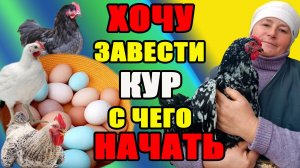 ХОЧУ завести кур, но не знаю с чего НАЧАТЬ.