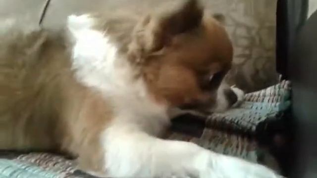 Ричард кушает каштан смотреть онлайн