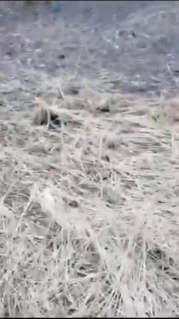 ПОИСК РОГОВ ЛОСЯ. 3 ШИКАРНЫХ РОГА 👍 смотреть онлайн