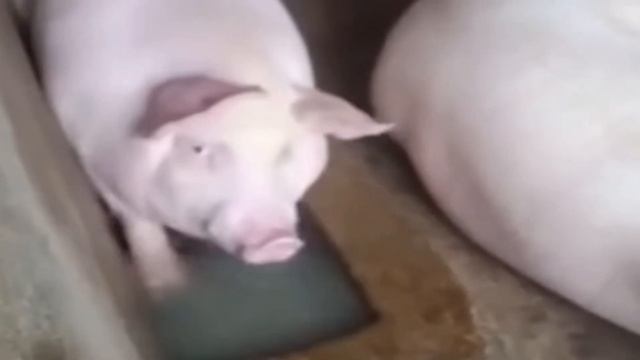 свинка пускает пузыри 4k смотреть онлайн