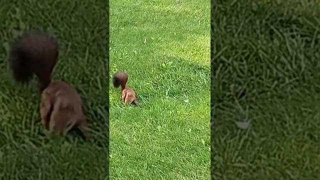 Красивая и дружелюбная белочка! Харьков Парк Горького🐿️ Kharkiv Gorky park! Very friendly squirrel смотреть онлайн