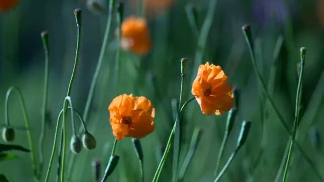 Мое измененное видео смотреть онлайн