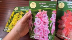 ПОСТУПЛЕНИЕ ГЛАДИОЛУСОВ