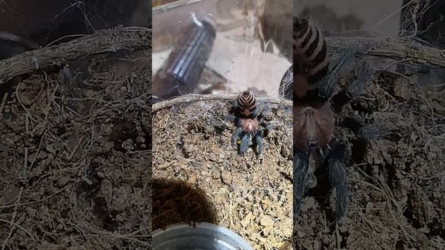 D. Pentalores EAT 7.12 смотреть онлайн