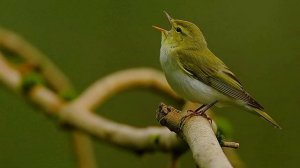 Песня пеночки-трещотки (Phylloscopus sibilatrix)
