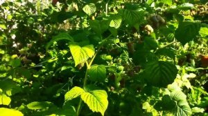 малина пшехиба сорту.