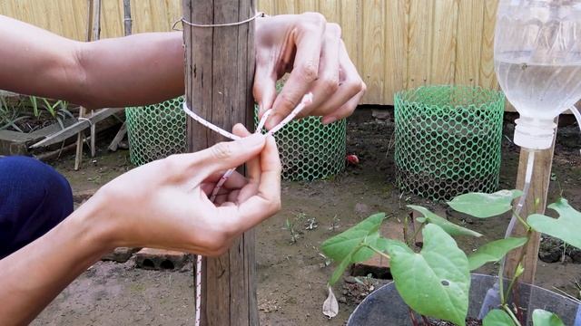 Grow long beans on the terrace, high yield and delicious food смотреть онлайн
