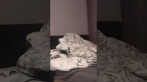 Попугай какаду Клава.