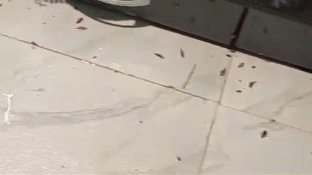 Cockroach Control In 100% Result Best Quality Products Uses||  #pestcontrol #pune