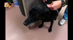 Полиция Хьюстона  Отдел по защите животных  Вызволение котенка из двигателя авто