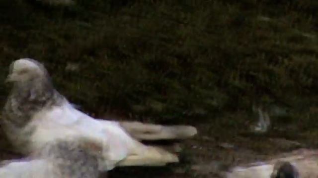 Кировоградские голуби-в гостях у голубеводов Кировограда смотреть онлайн