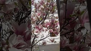 Магнолия Суланжа в центре города