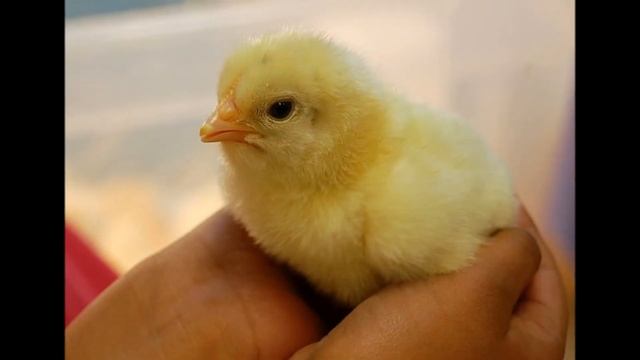 Цып цып, мои цыплятки смотреть онлайн