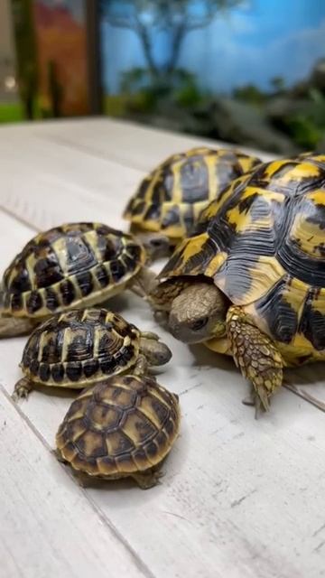 turtle babyies🐢#viralvideo #shortvideo #shortviral #youtubshortvideo