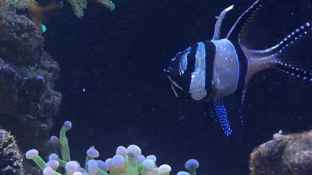 pterapogon kauderni inkubuje смотреть онлайн