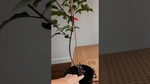 ШТАМБ ИЗ КУСТА ГОРТЕНЗИИ С НУЛЯ.