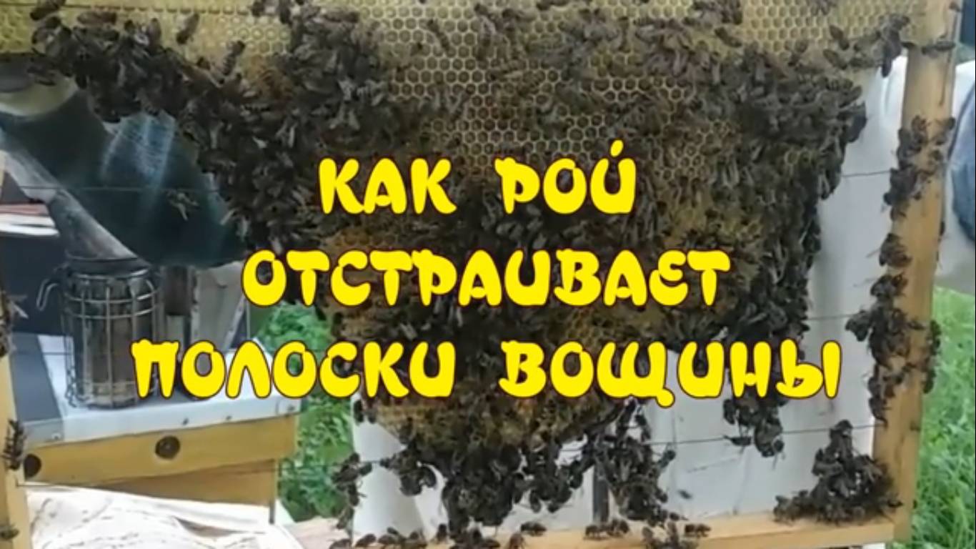 КАК РОЙ ОТСТРАИВАЕТ ПОЛОСКИ ВОЩИНЫ смотреть онлайн