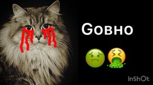 Ты съел/выпил (психованые лица кота)