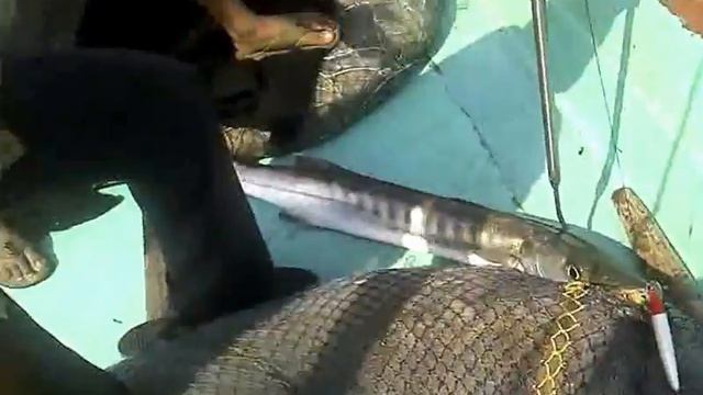 India - Chennai Fishing - Barracuda 3 Feet Long
