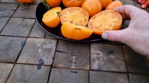 Томат сорт "Flathead Monster", яркий, урожайный, вкусный! "Flathead Monster" tasty tomato variety 👌