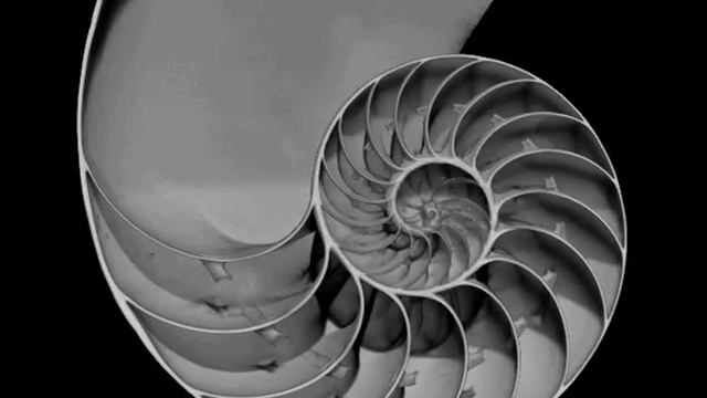 Micro-CT Scan of a Nautilus Shell from a Bruker SkyScan 1173 смотреть онлайн
