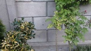 Нехватка элементов у розы. Плетистая роза на глухой стене. Питомник Роз Полины Козловой rozarium bi