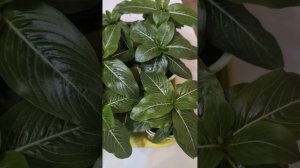 Моя рассада перца РАМИРО  из покупного перца в магазине!  Зацвёл Катарантус !