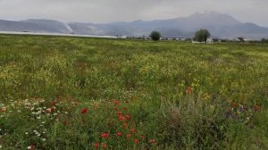 Поля Ыспарты весной и летом 2023 / Isparta fields , spring and summer view