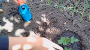 ПОСАДКА РАССАДЫ ЗЕМЛЯНИКИ/КРУПНОПЛОДНОЙ КЛУБНИКИ