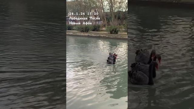 #абхазия #новыйафон #лебединаяпесня #24.1.24 смотреть онлайн